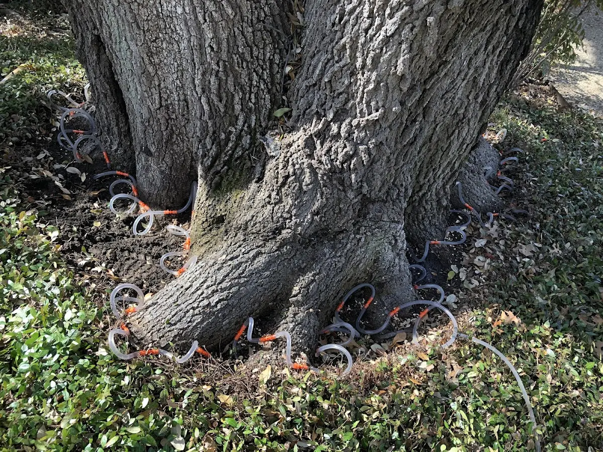 Detailed Tree Cabling and Bracing job site in Stewartville