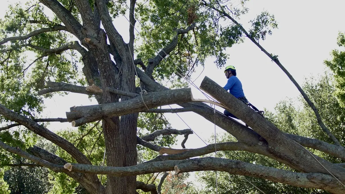 Professional Crown Thinning performed by certified arborists in Stewartville