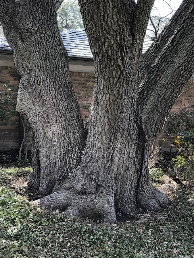 Mature heritage tree close to a Stewartville property cared for by certified arborists